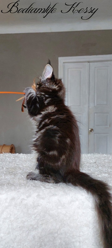 Bodiamlife Kessy - Kitten maine-coon 3 months