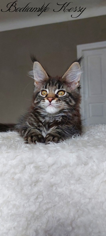 Bodiamlife Kessy - Kitten maine-coon 3 months