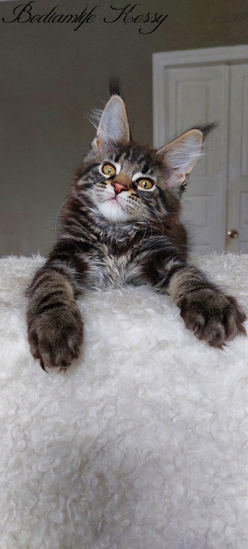 Bodiamlife Kessy - Kitten maine-coon 3 months