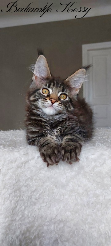 Bodiamlife Kessy - Kitten maine-coon 3 months