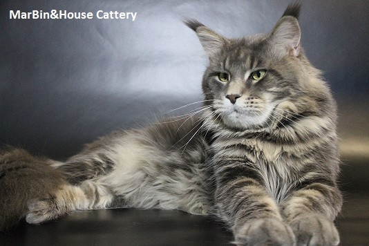 Granpatron's Cristian Nice Voice - maine-coon