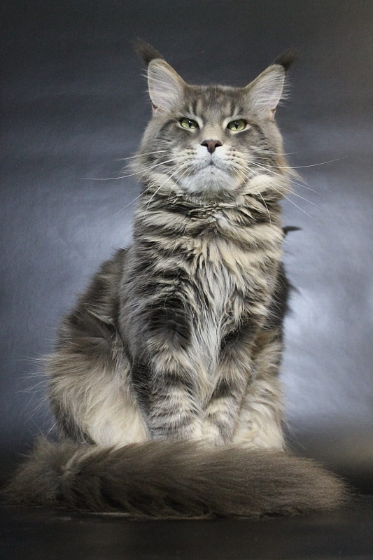 Granpatron's Cristian Nice Voice - maine-coon