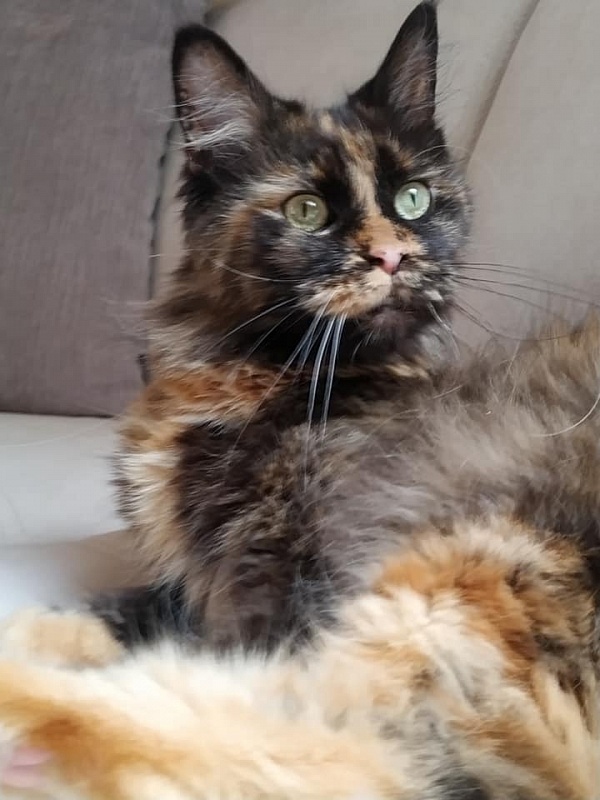 Bodiam Safira - maine-coon