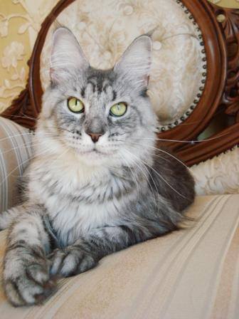 Victorycoon Olina - мейн-кун