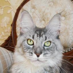 Victorycoon Olina