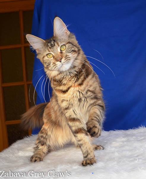 Zabava Grey Claws - maine-coon