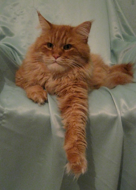 La-Mansh Krasnyi Dar - maine-coon 06/19/2008