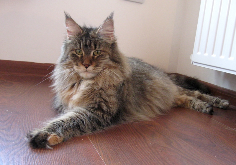 Baila Long Meadow - maine-coon 04/18/2010