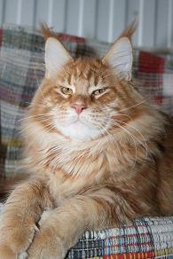Ginger Long Meadow - maine-coon 01/28/2011