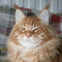 Ginger Long Meadow