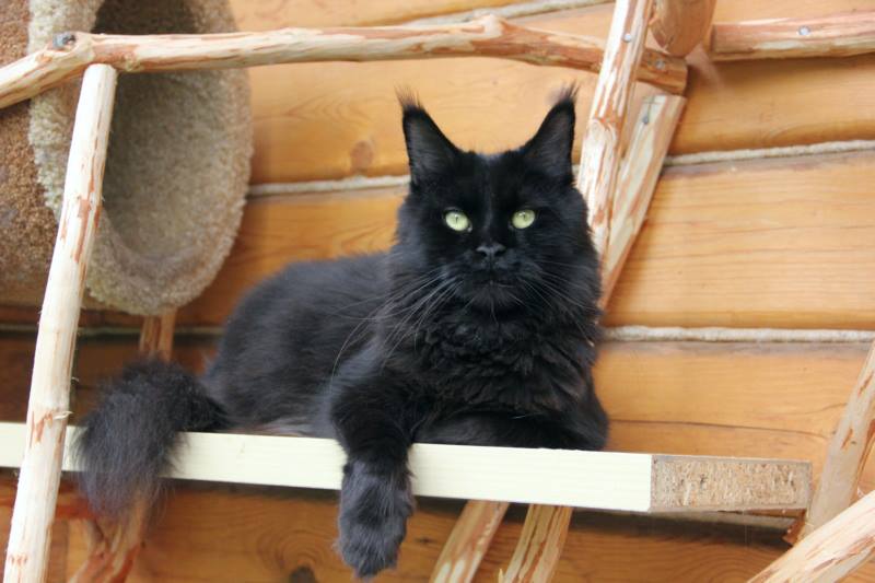 Country Gulliver's Triumf Lady - maine-coon