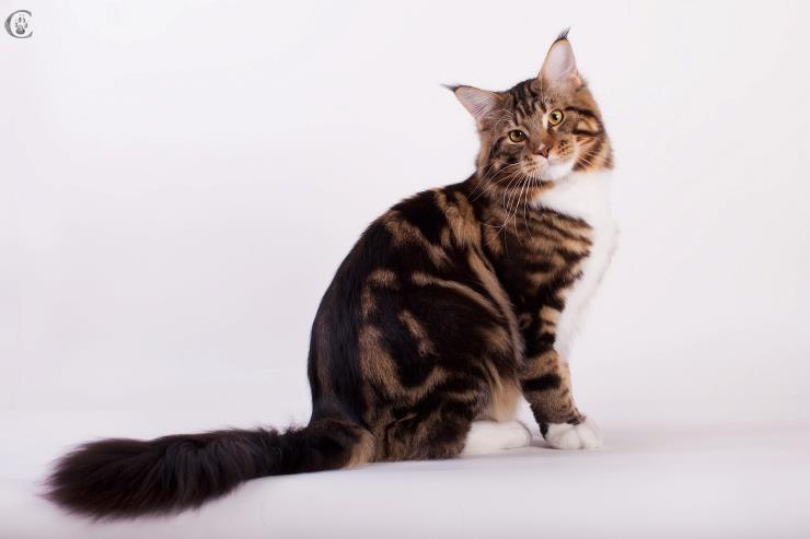 Dotcom Yabba Dabba Do - maine-coon