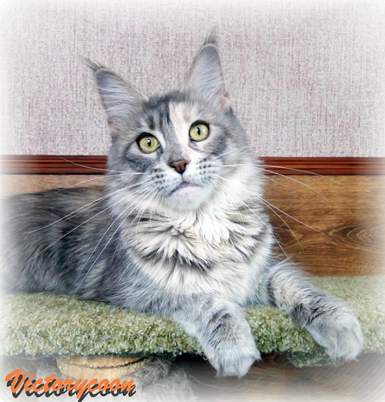 Fox-Dixy Delightful Orchid - maine-coon