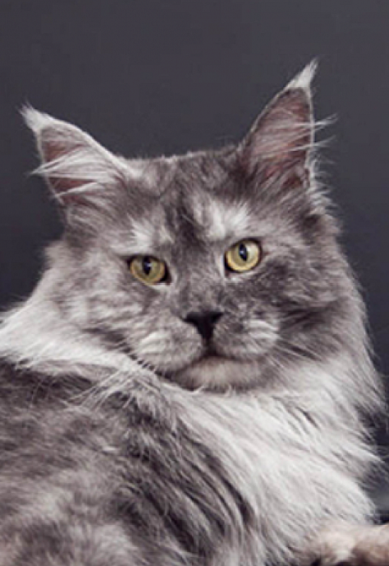Mainefield's ZZ Top - maine-coon