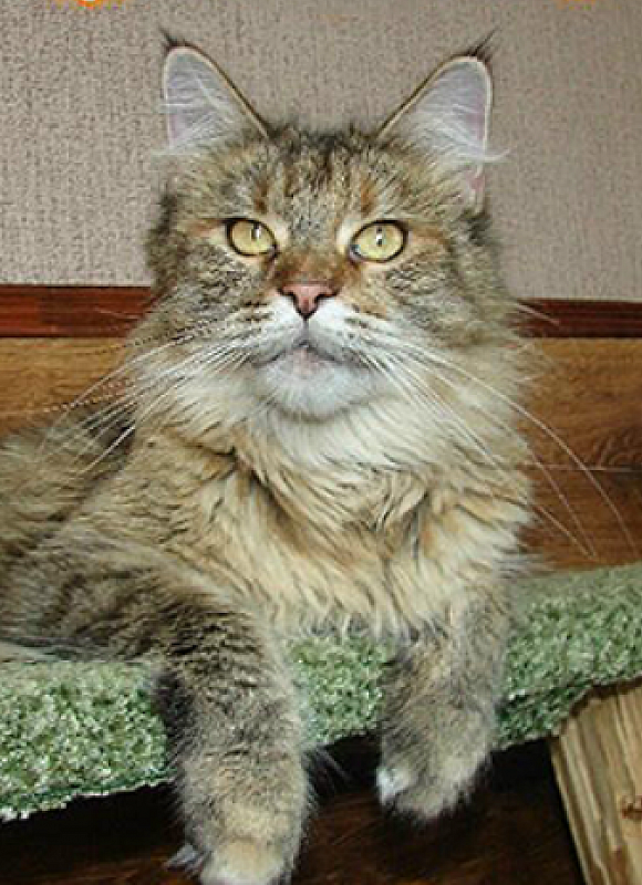Victoria Delightful Orchid - maine-coon