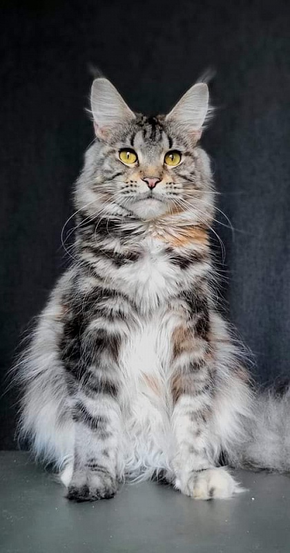 Zver Yuga Boyarynya Morozova - maine-coon