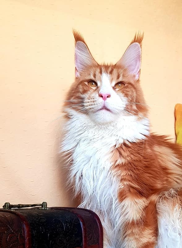 Zver Yuga Magnum - maine-coon