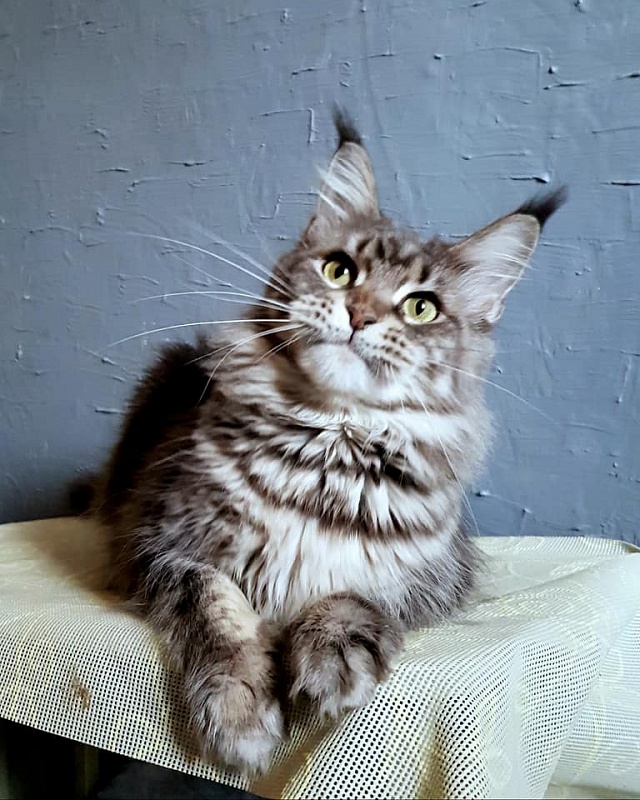 Handy Dandy Insight - maine-coon