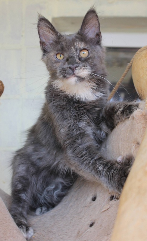 Handy Dandy Chardonnay - maine-coon