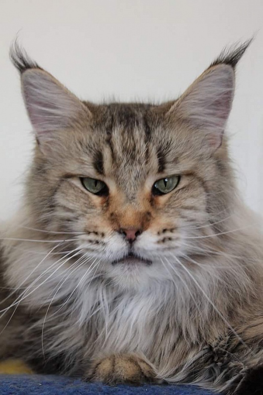 Bajuncat's Curry - maine-coon