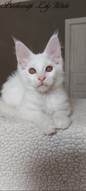 Bodiamlife Lily White - Кошеня мейн-кун 3 місяця 1 тиждень