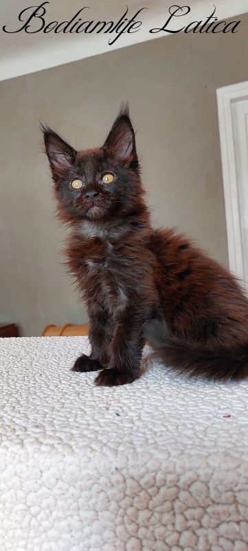 Bodiamlife Latica - Kitten maine-coon 3 months 1 week