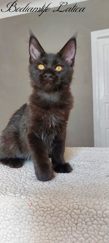 Bodiamlife Latica - Kitten maine-coon 4 months 3.5 weeks