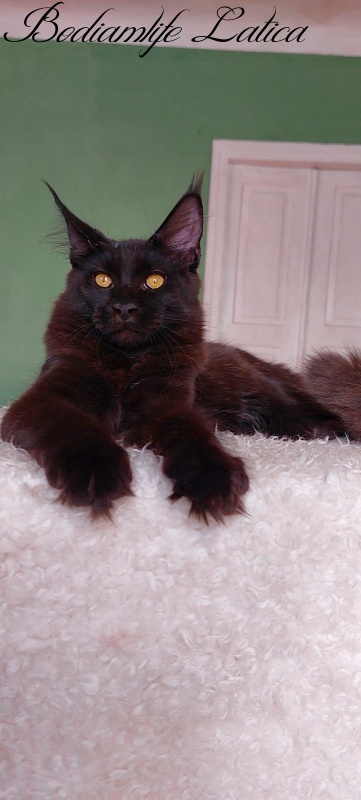 Bodiamlife Latica - Kitten maine-coon 6 months 1 week