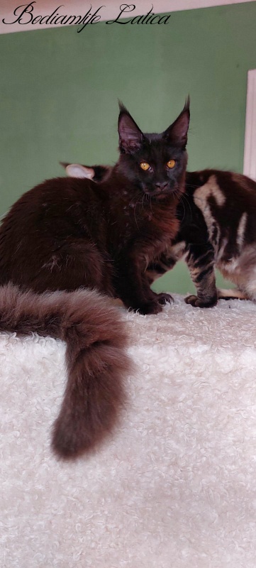 Bodiamlife Latica - Kitten maine-coon 6 months 1 week