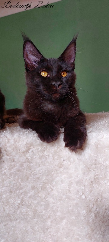Bodiamlife Latica - Kitten maine-coon 6 months 1 week