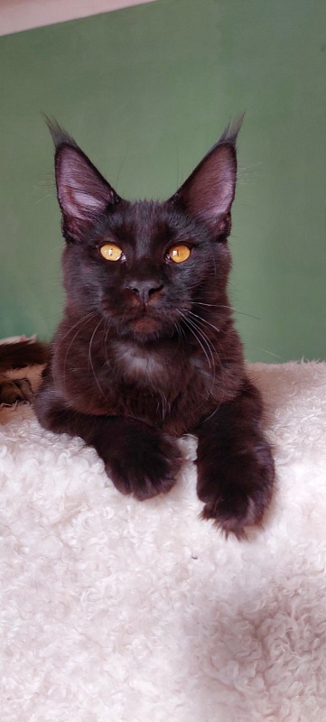 Bodiamlife Latica - Kitten maine-coon 6 months 1 week