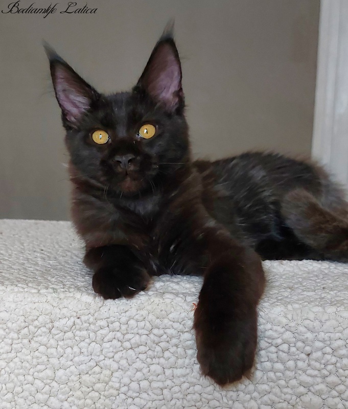 Bodiamlife Latica - Kitten maine-coon 4 months 3.5 weeks