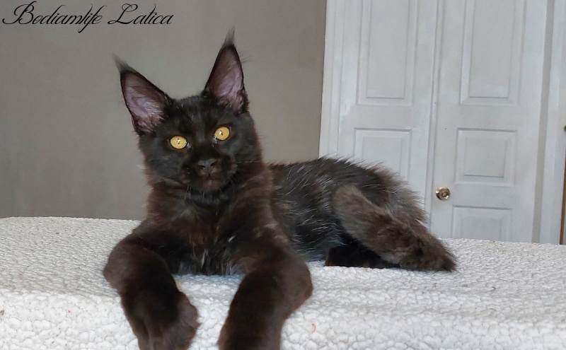 Bodiamlife Latica - Kitten maine-coon 4 months 3.5 weeks
