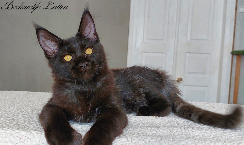 Bodiamlife Latica - Kitten maine-coon 4 months 3.5 weeks