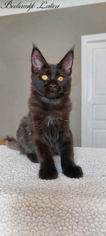 Bodiamlife Latica - Kitten maine-coon 4 months 3.5 weeks