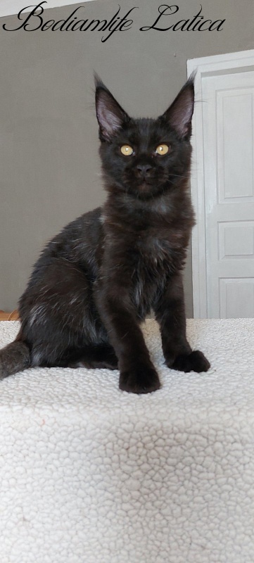 Bodiamlife Latica - Kitten maine-coon 4 months 3.5 weeks