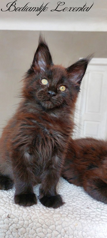 Bodiamlife Lexental - Kitten maine-coon 3 months 1 week