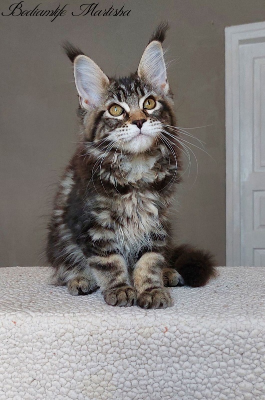 Bodiamlife Martisha - Kitten maine-coon 3 months 1 week