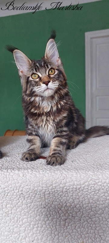 Bodiamlife Martisha - Kitten maine-coon 4 months 3 weeks