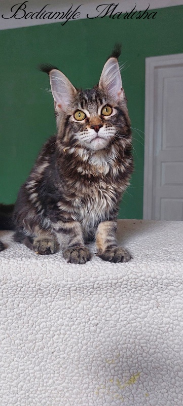 Bodiamlife Martisha - Kitten maine-coon 4 months 3 weeks