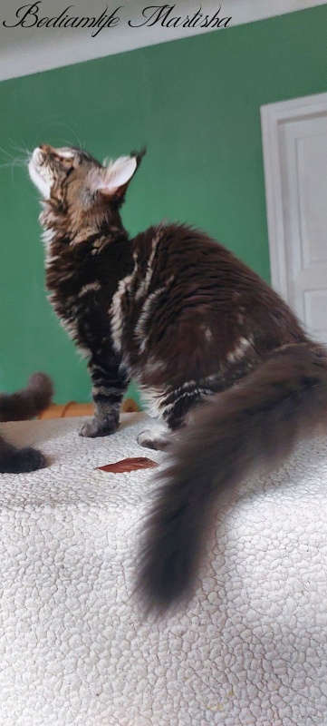 Bodiamlife Martisha - Kitten maine-coon 4 months 3 weeks