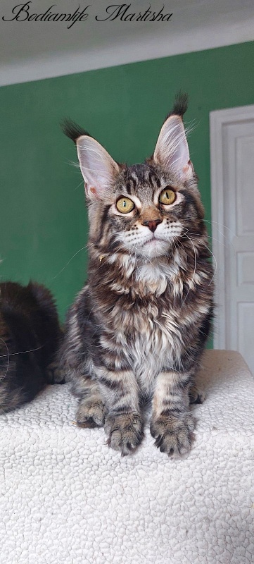 Bodiamlife Martisha - Kitten maine-coon 4 months 3 weeks