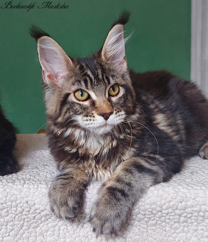 Bodiamlife Martisha - Kitten maine-coon 4 months 3 weeks