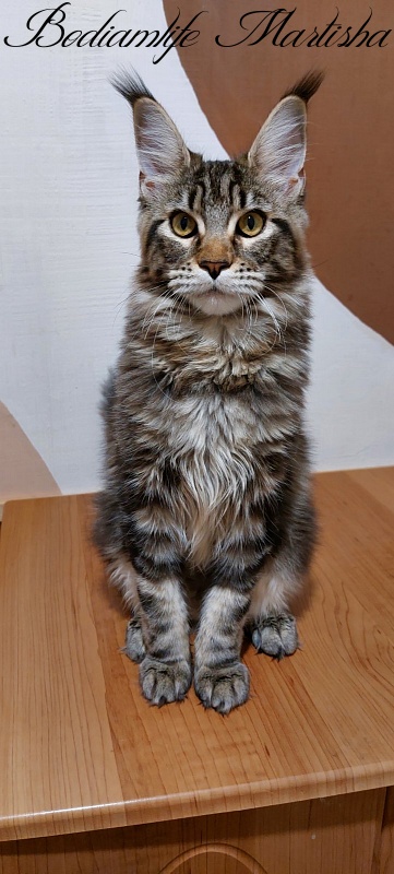 Bodiamlife Martisha - Kitten maine-coon 6 months 3.5 weeks