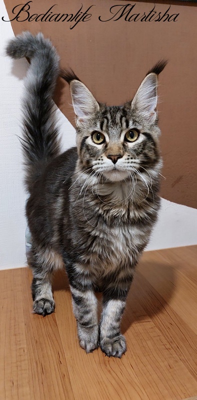 Bodiamlife Martisha - Kitten maine-coon 6 months 3.5 weeks