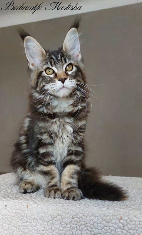 Bodiamlife Martisha - Kitten maine-coon 3 months 1 week