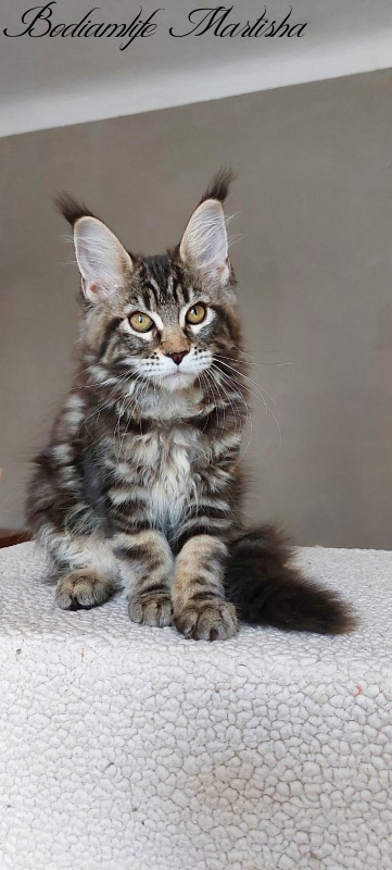 Bodiamlife Martisha - Kitten maine-coon 3 months 1 week