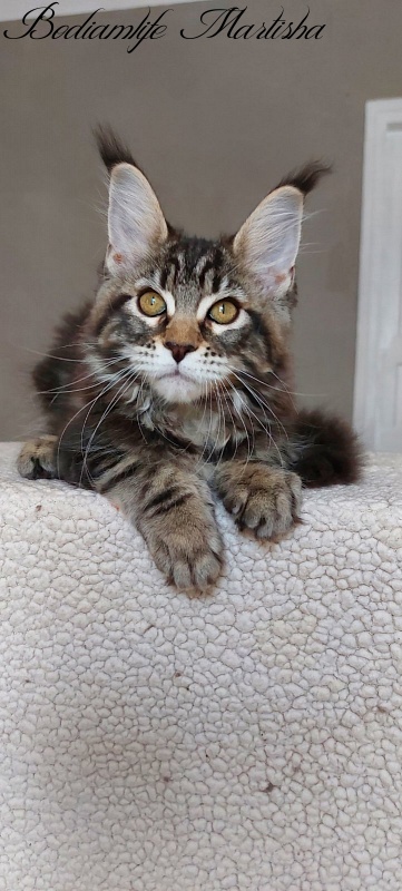 Bodiamlife Martisha - Kitten maine-coon 3 months 1 week