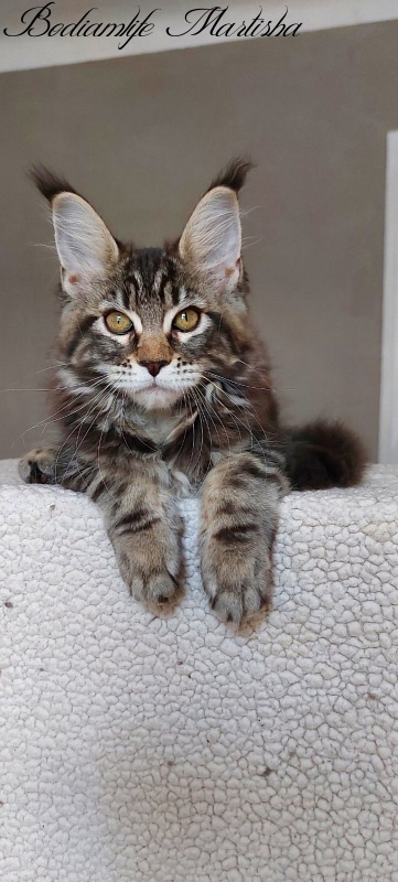 Bodiamlife Martisha - Kitten maine-coon 3 months 1 week