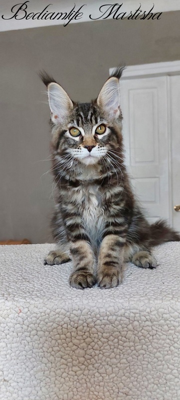 Bodiamlife Martisha - Kitten maine-coon 3 months 1 week
